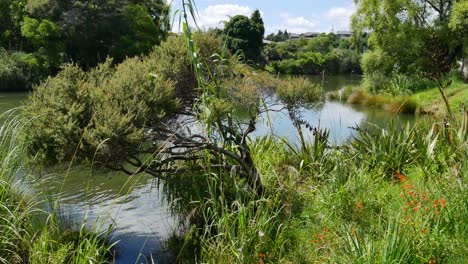 Schöner-Idyllischer-Ruhiger-Fluss-Umgeben-Von-Grüner-Natur-An-Sonnigen-Tagen---Kerikeri,-Neuseeland