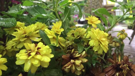 yellow flower in rain