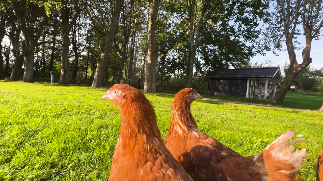 ultra-wide shot viene extremadamente cerca de seis isa pollos marrones en dinamarca, hora dorada de la luz del sol, cálido ventoso