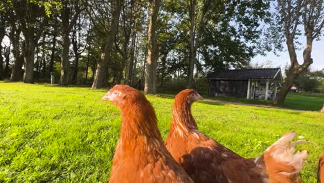 ultra-wide shot coming extremely close to six isa brown chickens in denmark, golden hour sunlight, warm windy