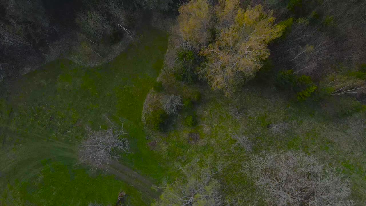 Top down aerial view of leafless bare trees and green vibrant colored pine trees in a countryside garden or a yard during a cloudy day with no people around. The grass is green during spring day.