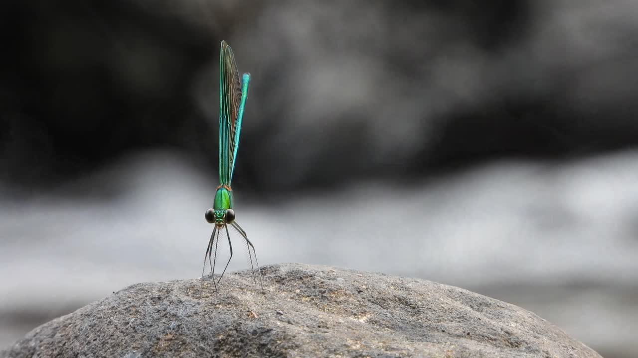 libélula del lago en roca.