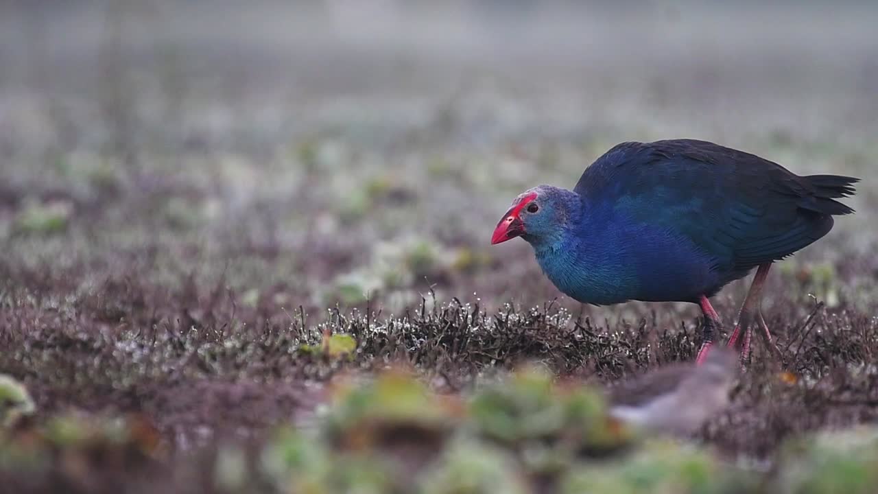 그레이 헤드 스펜 (porphyrio poliocephalus) 이 먹이를 먹고 있는 장면