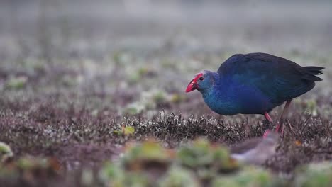 primer plano de la alimentación de las aves porphyrio poliocephalus