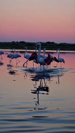 flamencos rosados al atardecer