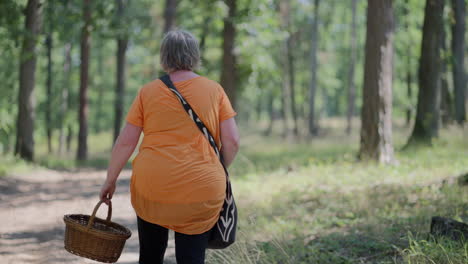 Cinematic-shot-of-an-older-fat-woman-holding-wooden-basket-to-pick-up-mushrooms-walking-through-the-green-forest-during-a-sunny-day-at-noon-in-slow-motion