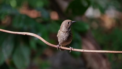 Looking-to-the-right-while-perched-on-a-vine-as-the-sunlight-transitioned-from-very-light-to-medium-dark,-White-throated-Rock-Thrush-Monticola-gularis,-Thailand