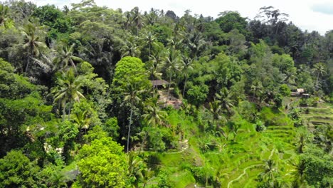 Aerial-pan-left-shot-Of-Tegalalang-Rice-Terraces-In-Gianyar,-Bali,-Indonesia