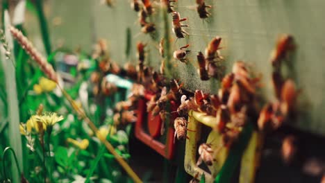 colonia de abejas de manuka con abejas en la entrada batiendo las alas, apicultura