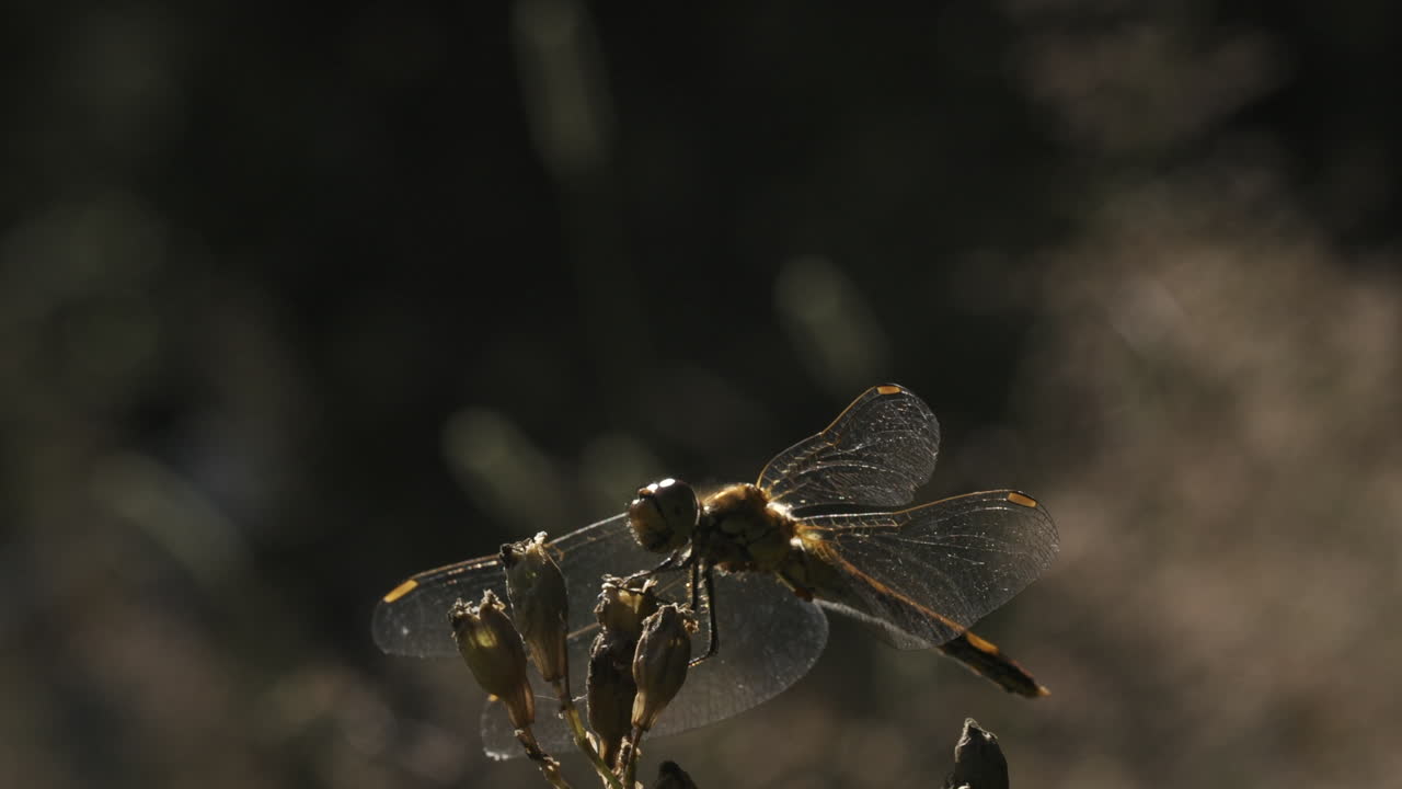 libélula en una flor