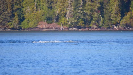 humpback whale splashing tale multiple times