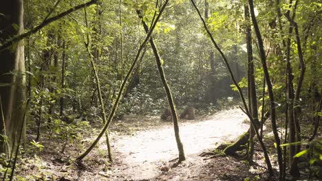 Hiker-point-of-view-walking-on-trail-through-green-amazon-tropical-forest-on-a-summer-sunny-day