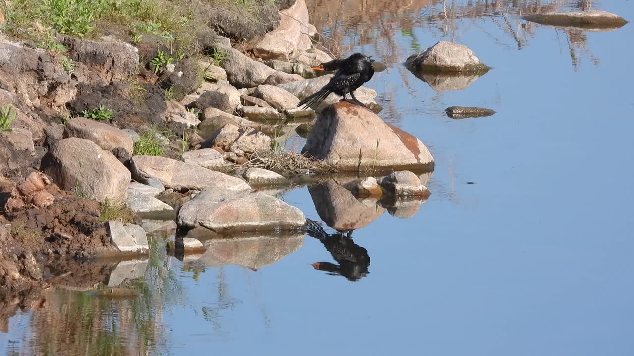 White-breasted Cormorant showing off at the riverbank with its reflection in the water in Kruger National Park