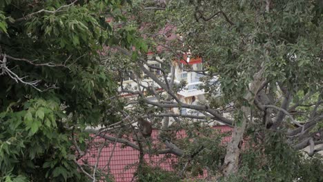 A-distant-shot-of-a-Mascaque-monkey-sitting-in-a-tree-eating-at-Monkey-Mountain,-a-popular-tourist-attraction-in-Hua-Hin,-Thailand