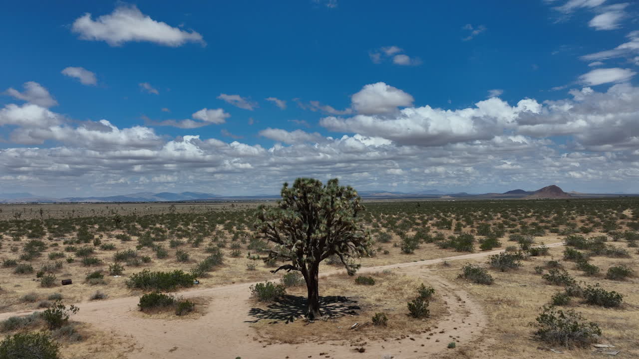espécimen perfecto de brevifolia de yuca o árbol de josué en el desierto de mojave - órbita aérea