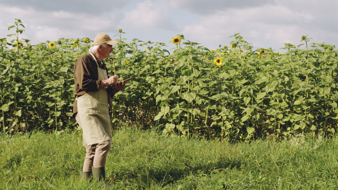 Senior Agronomist Observing Sunflower Field