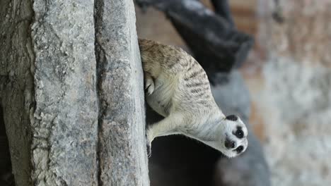 meerkat standing alert on stone in natural habitat with rocky background. vertical video