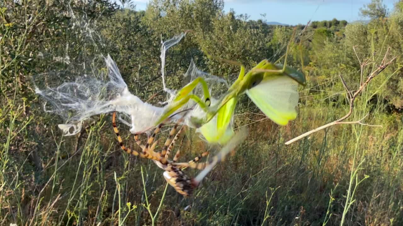 close-up view, half seed shot, of a tiger spider wrapping with its silk a green color praying mantis trapped in its web, in a Mediterranean landscape. Golden hour light. 4K
