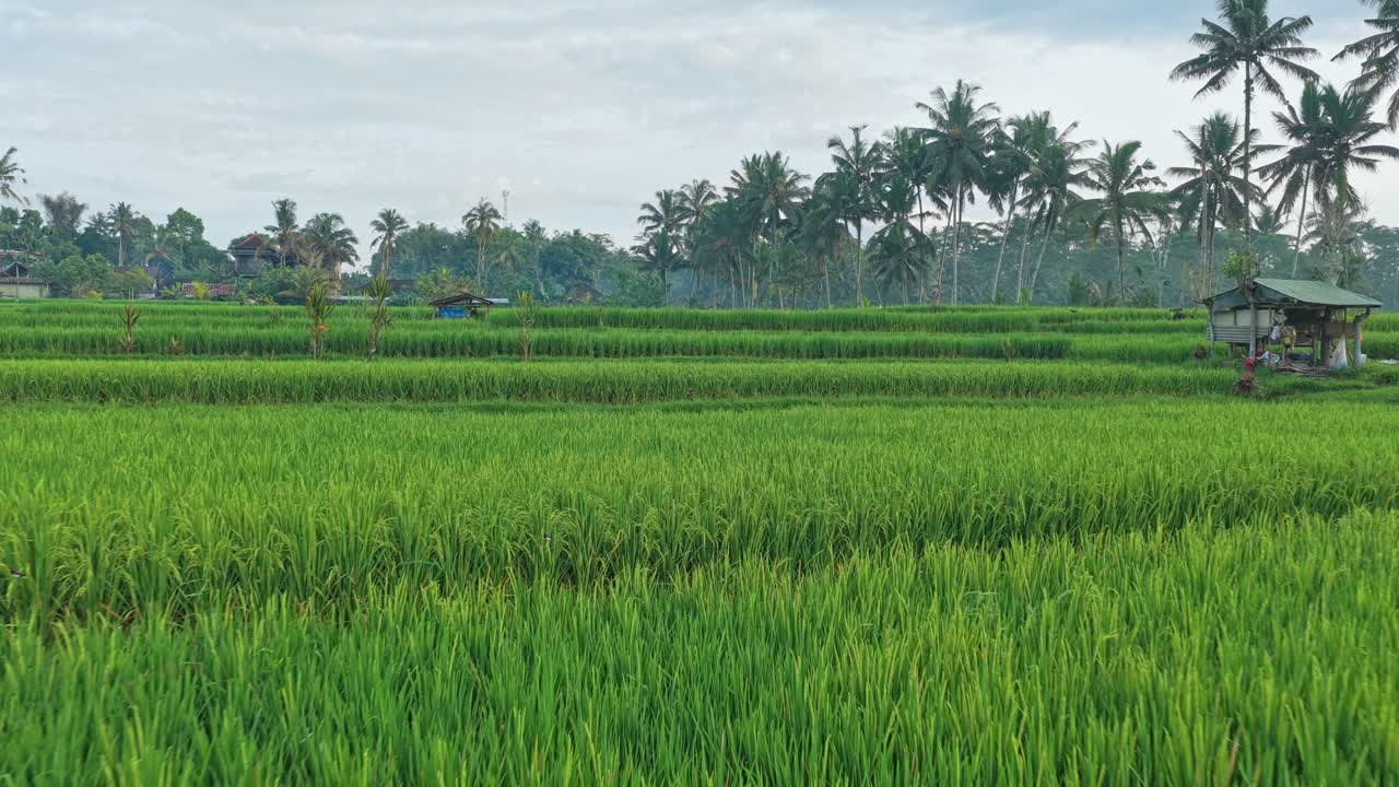 Terrazze di riso verdi e lussureggianti nella Bali rurale