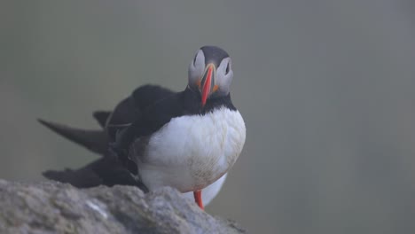 atlantic puffin (fratercula arctica), on the rock on the island of runde (norway).