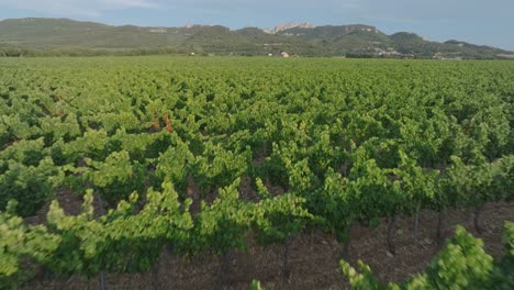 Aerial-Drone-Vaucluse-Provence-Vineyards-South-France-Dentelles-Montmirail-at-Sunset