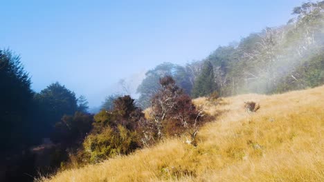 misty morning on grassy hillside