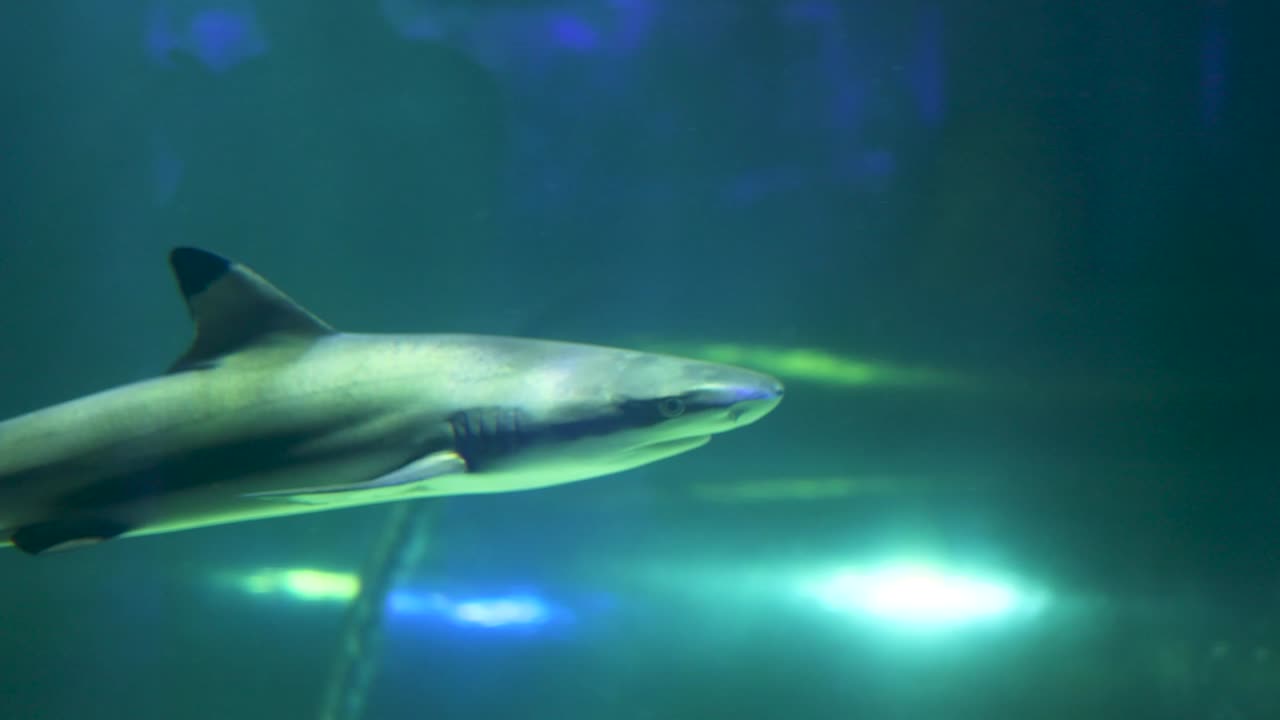 tiburón en el tanque del acuario