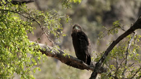 closeup of eagle sitting on the tree branch in the forest in africa