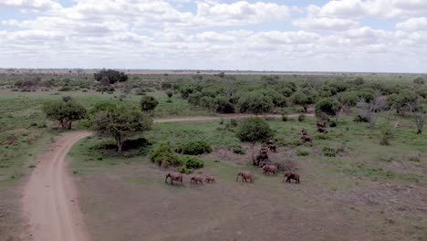 aerial drone stock footage of elephant herd grazing in the bushlands, tsavo east national park