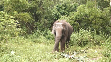 elephant in asian jungle holding green leaves with its trunk, eating and waving ears