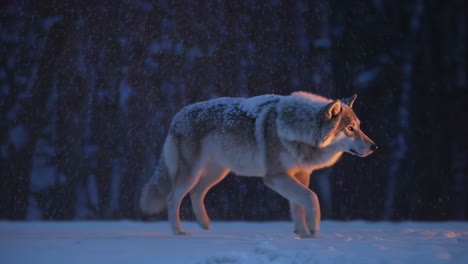 wolf in a snowy winter landscape