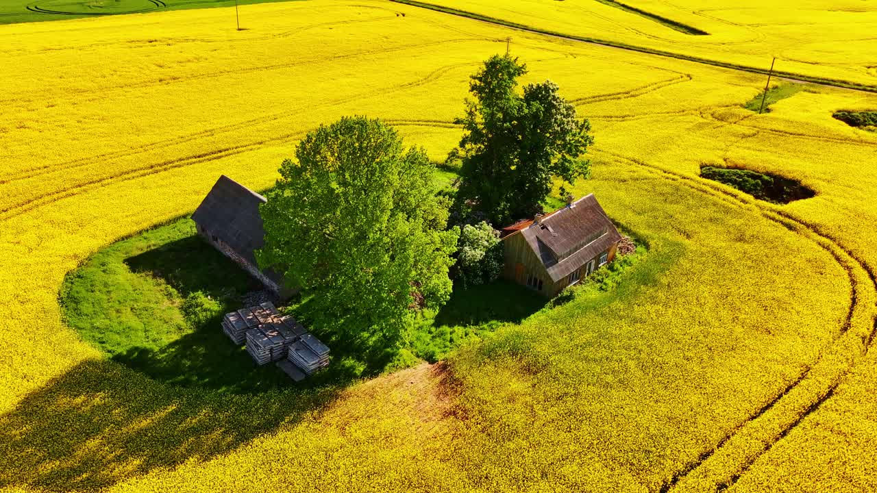 Panorama aereo con drone di una fattoria circondata da un fiorente settore di colture oleaginose.