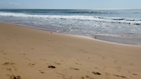 Dos-Pájaros-Caminan-En-Una-Playa-Vacía-Cerca-De-Las-Olas-Del-Mar,-Pájaros-En-La-Playa-Cerca-Del-Mar-En-Cascais,-Portugal