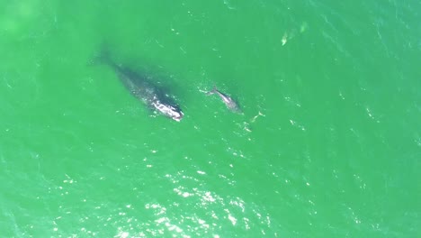 Antena-Sobre-Una-Ballena-Franca-Del-Atlántico-Norte,-Madre-Y-Cría-Nadando-Con-Delfines-Mulares-2