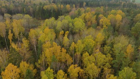 Establecimiento-De-Una-Vista-Aérea-Del-Bosque-Otoñal,-Hojas-Amarillas-En-Los-árboles,-Escena-Natural-Idílica-De-Caída-De-Hojas,-Mañana-De-Otoño,-Amplio-Disparo-De-Drones-Avanzando,-Inclinado-Hacia-Abajo