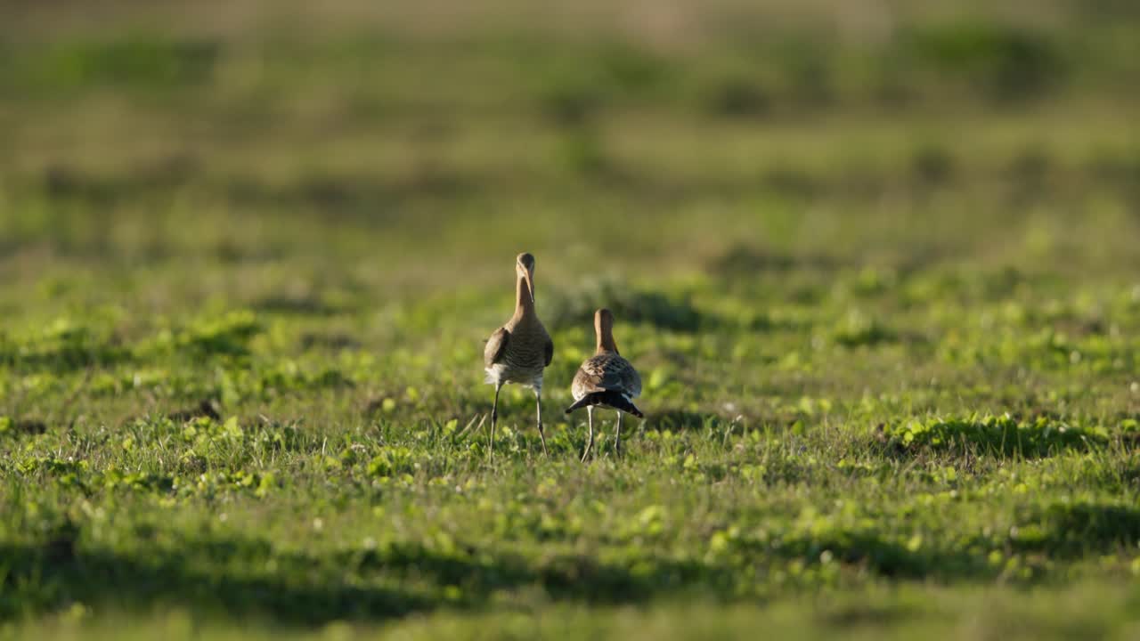 Black-tailed Godwits in a Field