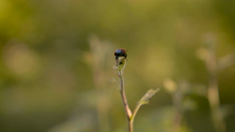 a small red ladybug walking on a plant, macro wide shot