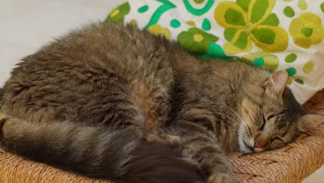 Close-up of a cat sleeping peacefully and relaxed in Marrakesh, Morocco, capturing calm and restfulness