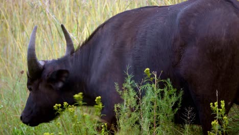 Majestuoso-Búfalo-Negro-En-África-Mira-Directamente-A-La-Cámara-Antes-De-Girar