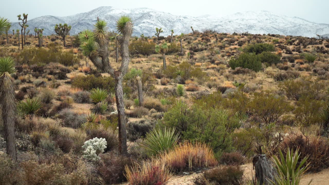 hermoso paisaje de invierno en el parque nacional joshua tree