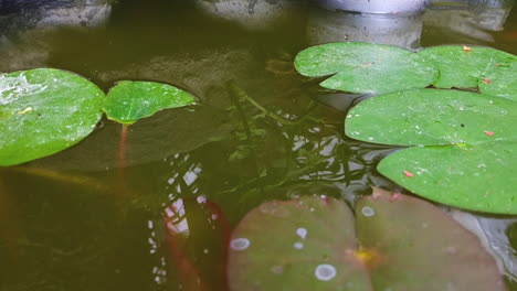 Friedliche-Goldfische-Schwimmen-Um-Den-Teich-Mit-Grünen-Seerosen,-Tag