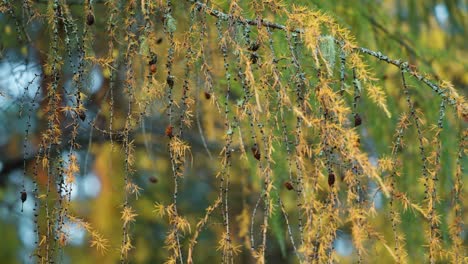 larch tree branches with yellow needles and pine cones on the blurry background