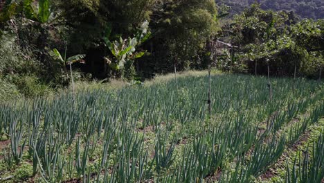 rows of green onions growing in a sunny field