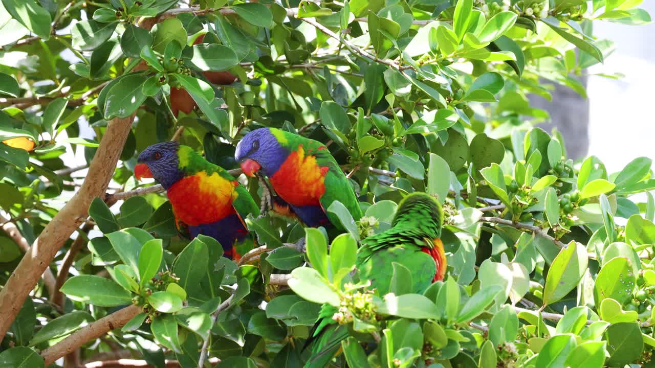 활기찬 새들이 울창하고 잎이 많은 나가지에서 상호 작용합니다.