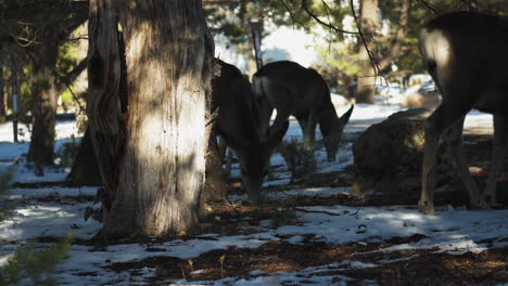 Pandilla-De-Alces-Pastando-Cerca-Del-Campamento-De-Mather,-Estados-Unidos