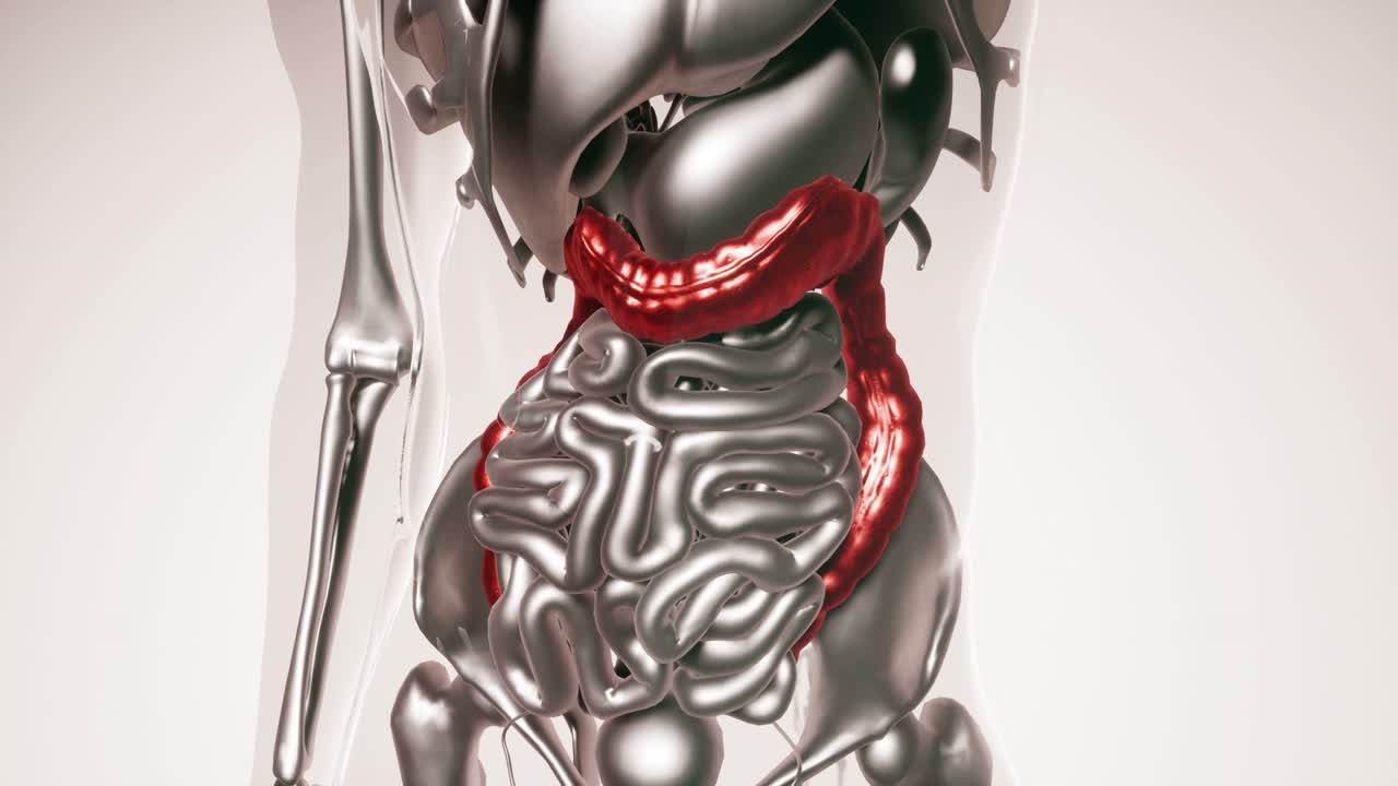 modelo de colon humano con todos los órganos