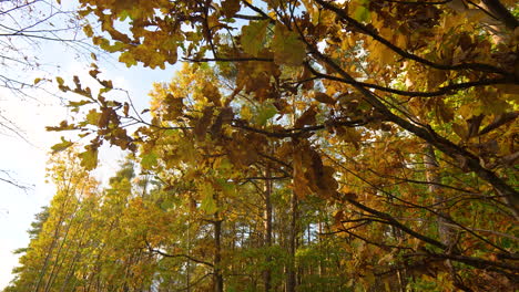 mirando hacia arriba a un dosel de hojas de otoño doradas contra el cielo