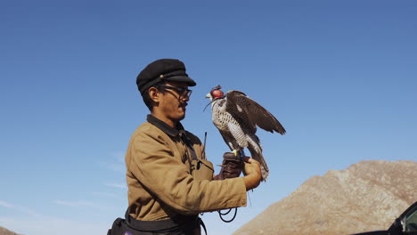 young male falcon trainer removes leather blind hood hawk flies away