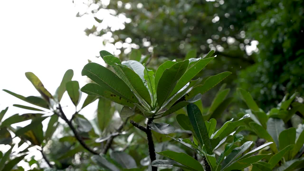 hojas verdes exuberantes brillando con gotas de lluvia en un bosque tropical en sri lanka, mostrando la vibrante belleza de la naturaleza durante una lluvia refrescante