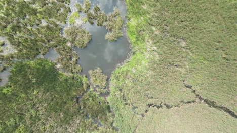 Drone-top-down-pan-over-reeds-in-swamp-marsh-land-at-edge-of-forest-with-water-reflecting-cloudy-sky